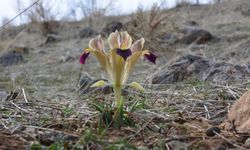 Kayseri’de Baharın Müjdecisi Nevruz Çiçekleri Açtı