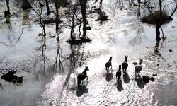 Kızılırmak Deltası’nda Yılkı Atları Dronla Görüntülendi