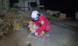 Kuruyan Betonda Mahsur Kalan 'Paris', Özgürlüğüne Kavuştu