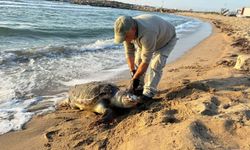 AYdın Kuşadası'nda Aynı Gün 3 Deniz Kaplumbağası Ölü Bulundu