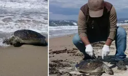 Aydın Kuşadası’nda Bir Ölü Deniz Kaplumbağası Daha Sahile Vurdu