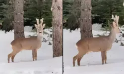 Karla Kaplanan Ormanda Karaca Objektife Yansıdı