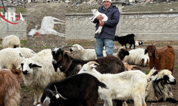 Kayseri’de Yabani Hayvan Saldırısı 11 Keçiyi Telef Etti