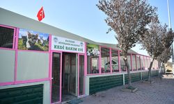 Kayseri Büyükşehir Belediyesi Kedi Bakım Evi Sıcak Bir Yuva Oldu