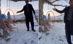 Çok Yediği Gerekçesiyle Köpeğini Ağaca Asarak Öldürdü