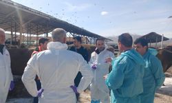 Malatya TİGEM’de Şap Hastalığı: Bölge Karantinaya Alındı