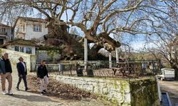 2 Bin Yıllık Anıt Çınar Ağacı Zamana Meydan Okuyor