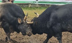 Boğaların Özel Diyeti: Artvin’de Festival Hazırlığı Sürüyor