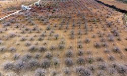 413 Kilogram Yağış Düştü: Gaziantep’te Rekolte Beklentisi