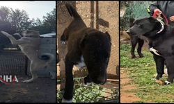 Kulakları Kesilen Yavru Köpekler İçin Şikayetçi Olundu