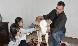 Hasta Buzağıyı Soğuktan Korumak İçin Evlerine Aldılar