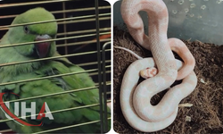 Bursa’da Kaçak Hayvan Ticaretine Geçit Verilmedi