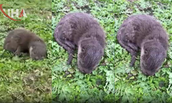 Nesli Tehlikede Olan Yavru Su Samurları Diyarbakır’da Görüntülendi