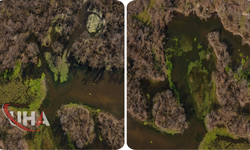 Türkiye’nin 3’üncü Büyük Longozu Yeniden Canlandı