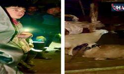 Kars'ta Ahır Çökmesi Sonucu İki Büyükbaş Hayvan Öldü