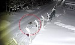 Ordu’da Nadir Görülen Vaşak Görüntülendi