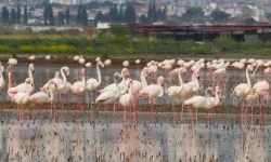 Aydın’da Sular Altındaki Tarlalarda Flamingolar