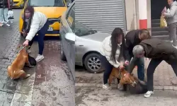 Saldırgan Pitbull’a El Konuldu, Sahibi 95 Bin Lira Cezalandırıldı