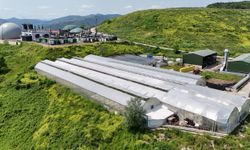 Samsun’da Atık Isı Seralarda Çiçeğe Dönüşüyor