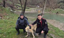 Suyla Çevrili Alanda Mahsur Kalan Köpek İtfaiye Tarafından Kurtarıldı