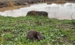 Nesli Tehlikede Olan Yavru Su Samurları Diyarbakır’da Görüntülendi