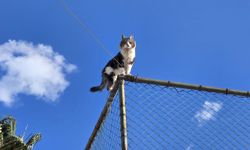 Tel Çitte Mahsur Kalan Kedi Belediye Ekibi Tarafından Kurtarıldı