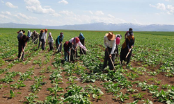 TÜİK: Mevsimlik Tarım İşçilerinin Ücretlerinde Artış
