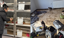 Ankara'da Kötü Şartlarda Bakılan 102 Hayvan Bakımevine Yerleştirildi