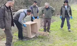 Bursa’da Tedavi Edilen 10 Yaban Ördeği ve Tilki Doğaya Salındı