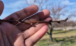 Zirai Don Sonrası Kayısıda Bu Sezon Yüksek Verim Öngörülüyor