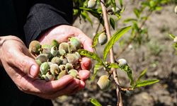 Adana Çukurova'da Bahar Müjdesi: Sert Çekirdekli Meyveler Olgunlaştı