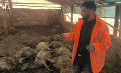 Arguvan'da Kurt Saldırısı: 40 Koyun Telef Oldu, 25 Hayvan Yaralı