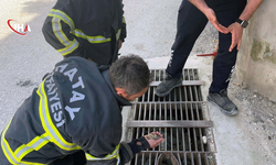 Antakya'da Minik Can Seferberliği: Mazgala Düşen Civciv Kurtarıldı