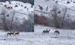 Erzincan Dağlarında Kızılgeyikler Doğal Ortamında Görüntülendi
