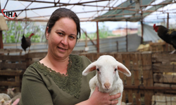 Bir Kuzuyla Başladı, 165 Hayvanlık Çiftlik Sahibi Oldu