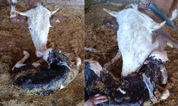 Kayseri'de Yeni Doğan Buzağı İle Annesinin Kavuştuğu Anlar