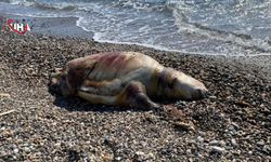 Antalya Gazipaşa'da Cansız  Caretta Caretta Kıyıya Vurdu