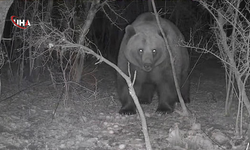 Bolu'da Çiftçinin Fotokapanına Ayı Takıldı
