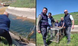 Kanala Düşen Karaca Çiftçilerin Yardımıyla Hayata Tutundu