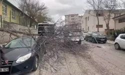 Elazığ'da Hastane Bahçesinde Kesilen Ağaç Yayaların Üzerine Devrildi