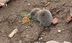 Nadir Görülen "Kör Fare" Diyarbakır Kırsalında Görüntülendi