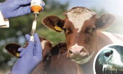 Türkiye'den Güney Afrika'ya Kritik Sevkiyat: 2 Milyon Doz Şap Aşısı Ulaştı