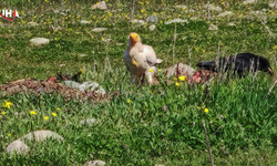 Nesli Tükenmekte Olan Akbabalar Bolu’da Görüntülendi