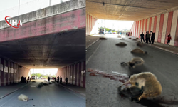 Hatay’da Otomobil Koyun Sürüsüne Daldı, 17 Koyun Telef Oldu