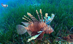 Akdeniz’de İstilacı Tür Alarmı: Besin Zincirinde Köklü Değişim Yaşanıyor