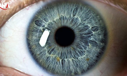 Göz Bebeği Boyutu Bilişsel Kapasiteyi Ele Veriyor