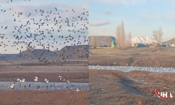 Küçük Aküzüm Köyü Göçmen Kuşların Yeni Adresi Oldu