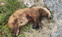 Aydın'da Nesli Tükenmekte Olan Avrupa Porsuğunu Vurdular