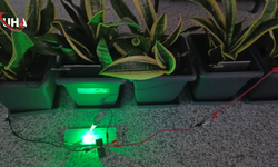 Bolu'da Saksı Bitkisinden Elektrik Üretildi