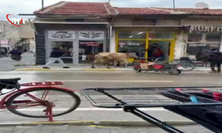 Firari İnek Dükkânlara Girmeye Çalıştı